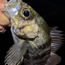 やっと春を告げてくれた